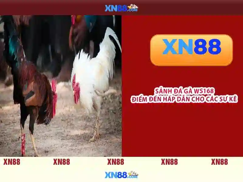 💎trang ca cuoc bong da adf💎 💎trang ca cuoc bong da adf💎