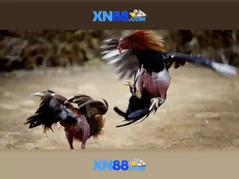 💎kèo nhà cái bồ đào nha vs hungary💎 💎kèo nhà cái bồ đào nha vs hungary💎